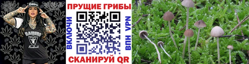 Псилоцибиновые грибы прущие грибы  Купить где  Апшеронск 